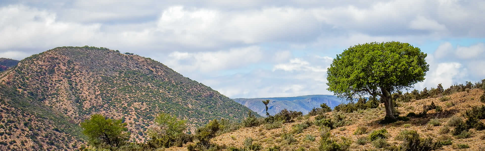 Karoo Scenery - a lone Pruimboom