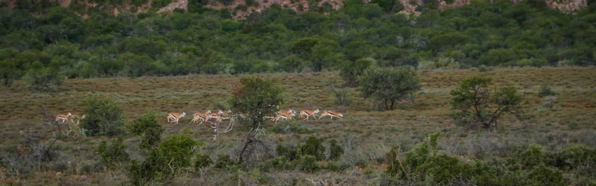 Springbuck at last light