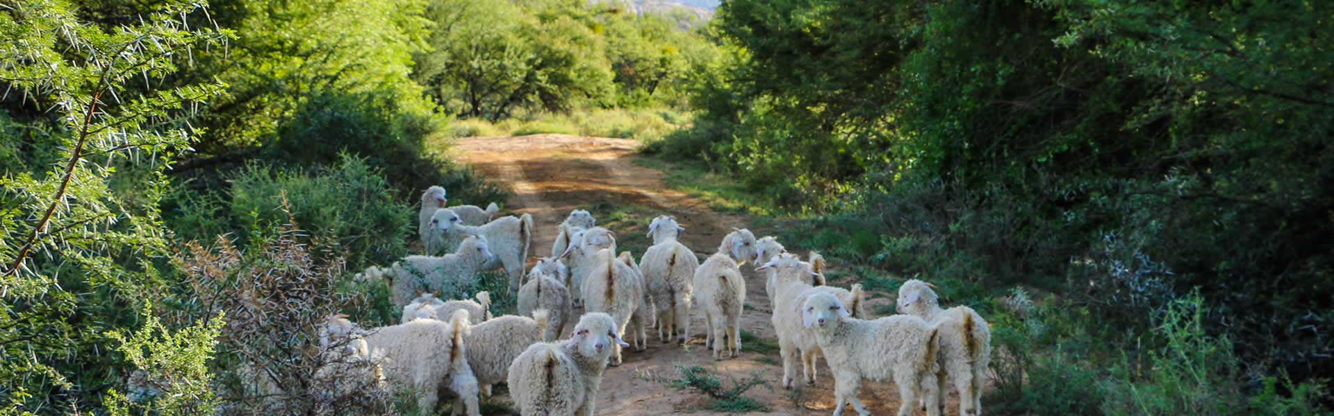 Angora Road Block