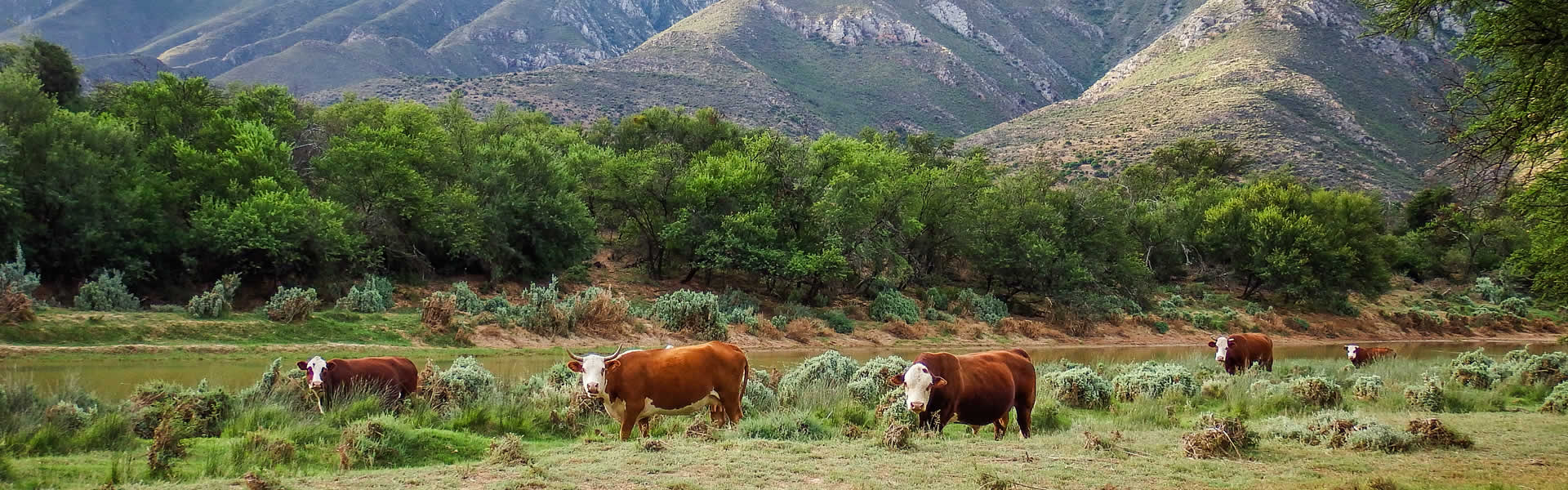 Cattle grazing on the banks of the Groot Rivier
