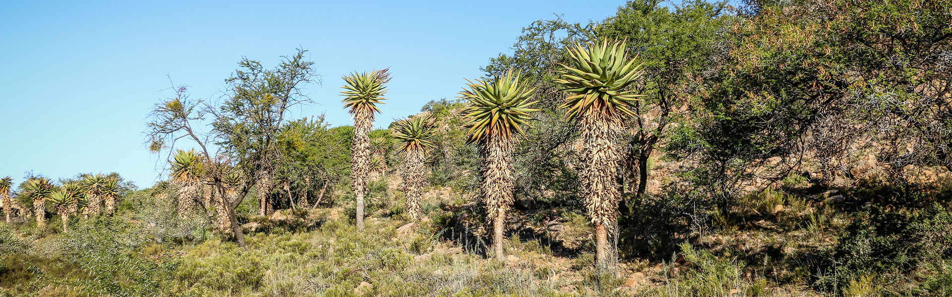 Aloes - visit in winter to see them bloom